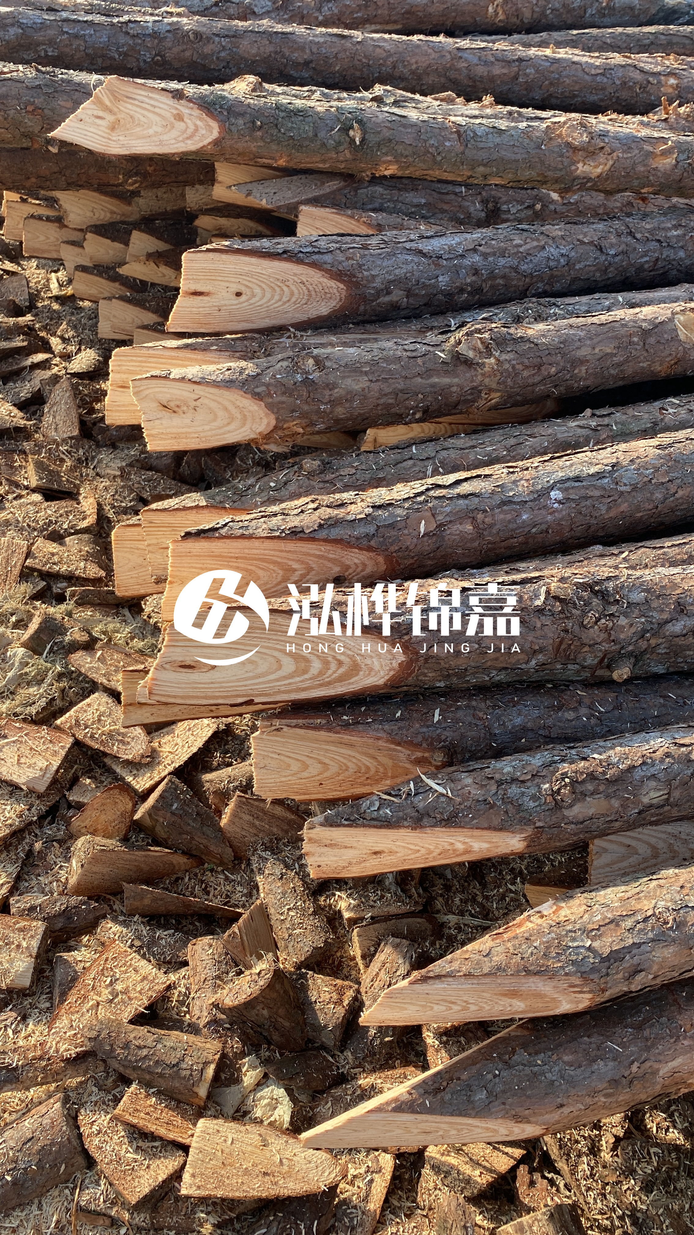 松木樁怎么分辨好壞？學(xué)會這幾招，輕松分辨松木樁好壞不踩雷！